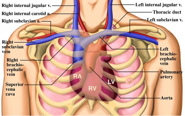 Đặt Catheter tĩnh mạch trung tâm