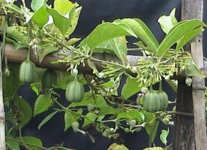 aristolochia-indica