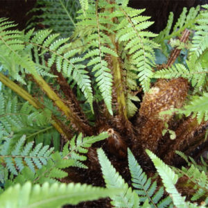 Cây cẩu tích và tác dụng của cây cẩu tích