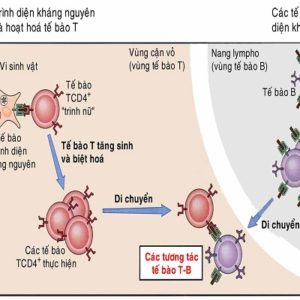 Hoạt chất quý trong đông trùng hạ thảo tác động như thế nào tới hệ miễn dịch
