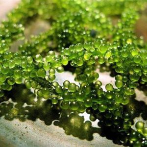 Những tác dụng của tảo xoắn trong việc điều trị bệnh
