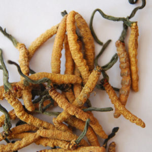 Đông trùng hạ thảo có tác dụng gì với bệnh xương khớp ở tuổi già?