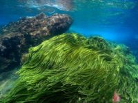 Tảo xoắn biển Spirulina