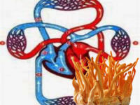 Đông trùng hạ thảo và hệ tuần hoàn tim mạch