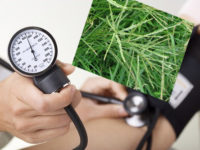 Điều trị huyết áp cao bằng cỏ mần trầu