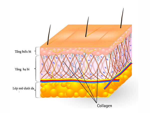Cấu trúc Collagen