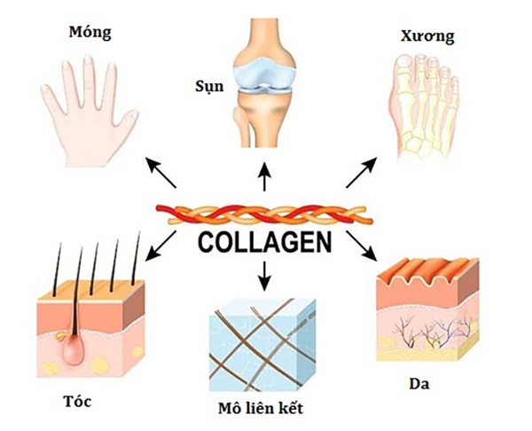 Collagen có vai trò quan trọng với cơ thể mỗi người