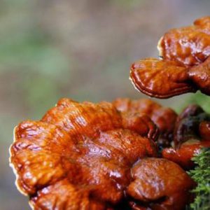 Nấm linh chi mọc ở đâu cho giá trị dinh dưỡng cao?